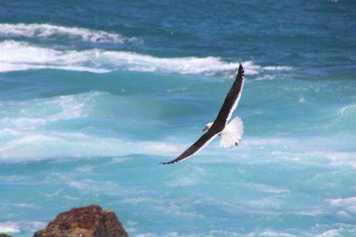 Free An elegant seagull flying over the bright and foamy ocean waves on a clear day, showcasing nature's beauty. Stock Photo
