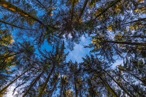 Ingyenes stockfotó alacsony szögű felvétel, erdő, fák témában Stockfotó