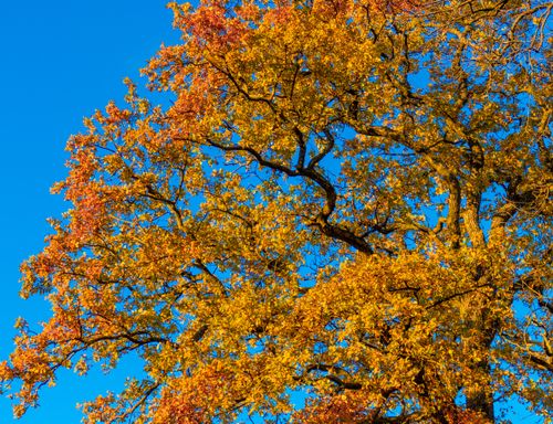 Free A beautiful oak tree with vivid autumn leaves standing out against a clear blue sky. Stock Photo