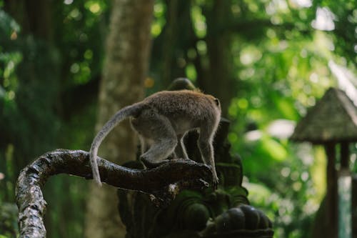 Photo of a Monkey on a Tree Branch