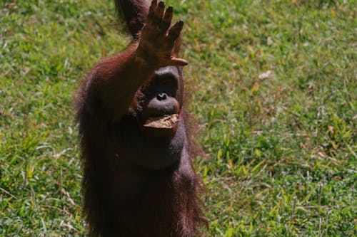 ฟรี คลังภาพถ่ายฟรี ของ macaca, การถ่ายภาพสัตว์, บาหลี คลังภาพถ่าย