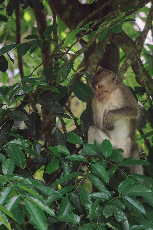 Photo of a Monkey Near Green Tree Leaves