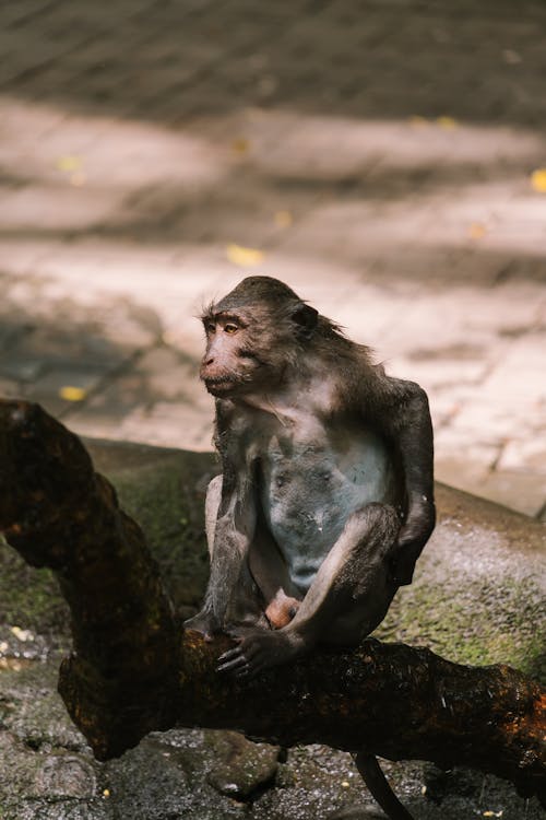 Photograph of a Macaque Monkey on the Ground