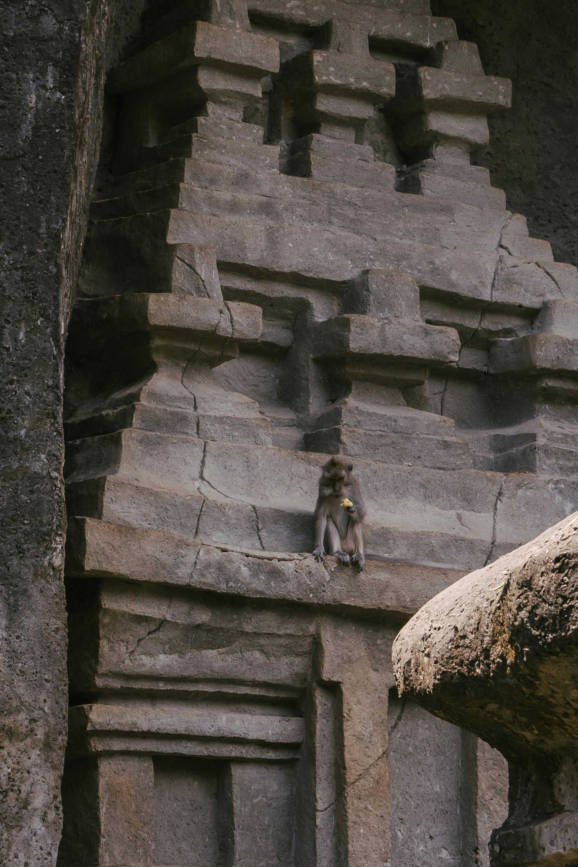 Macaco Chimpanzé No Ramo Do Perfil Foto de Stock - Imagem de endangered,  floresta: 183050238
