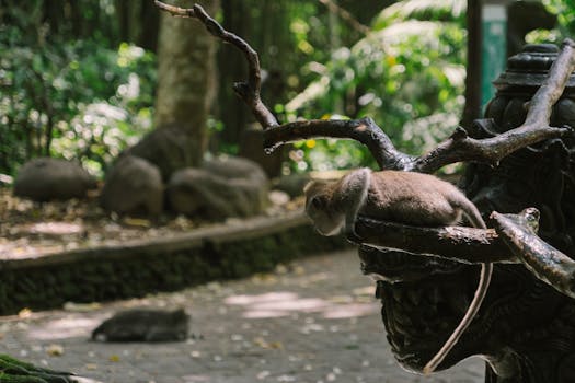 A monkey rests on a tree branch in a lush forest, showcasing wildlife serenity.