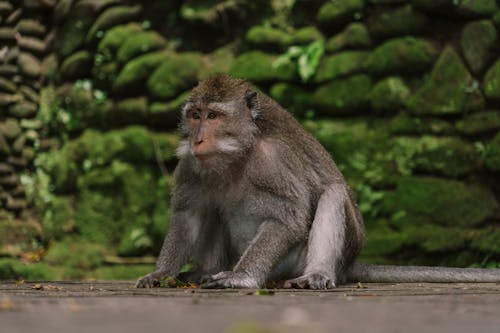 A Macaque Monkey Sitting on the Ground