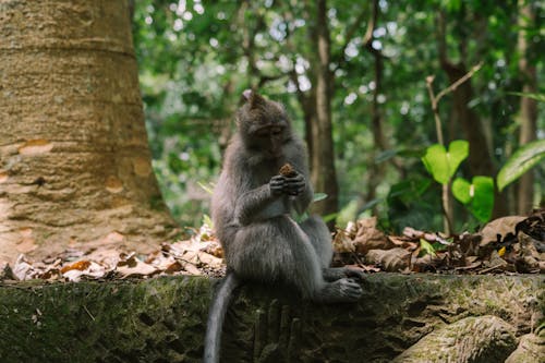 Free Photo of a Macaque Monkey Sitting Near Dry Leaves Stock Photo