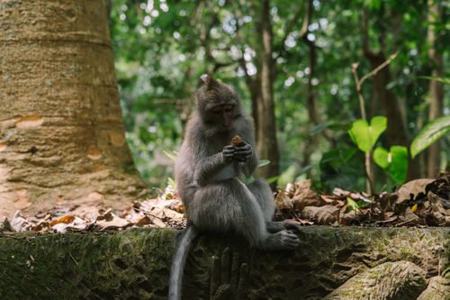 Free A close-up of a monkey eating in a dense forest, showcasing wildlife in its natural habitat. Stock Photo