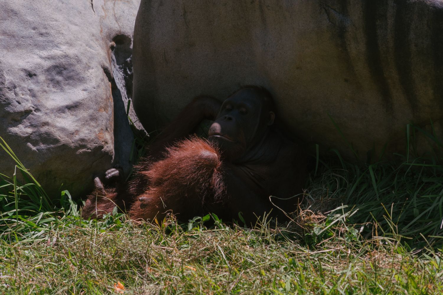 Pongo Pygmaeus Photos, Download The BEST Free Pongo Pygmaeus Stock ...