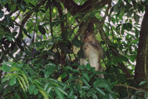 A Monkey on a Tree Branch