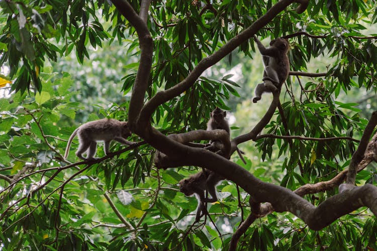 Photograph Of Macaque Monkeys On Tree Branches