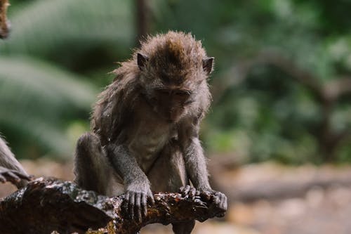 A Monkey Sitting on a Tree Branch