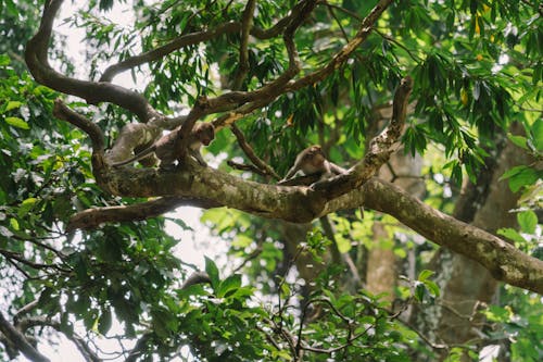 Darmowe zdjęcie z galerii z drzewo, dzika przyroda, dżungla