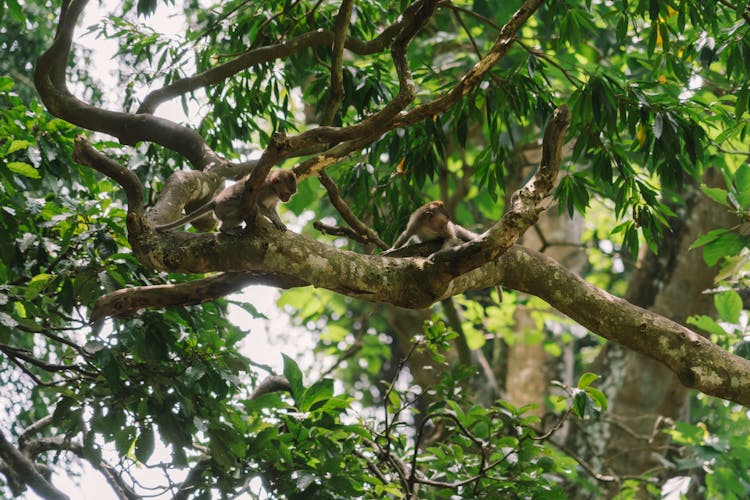 Monkeys On A Tree Branch