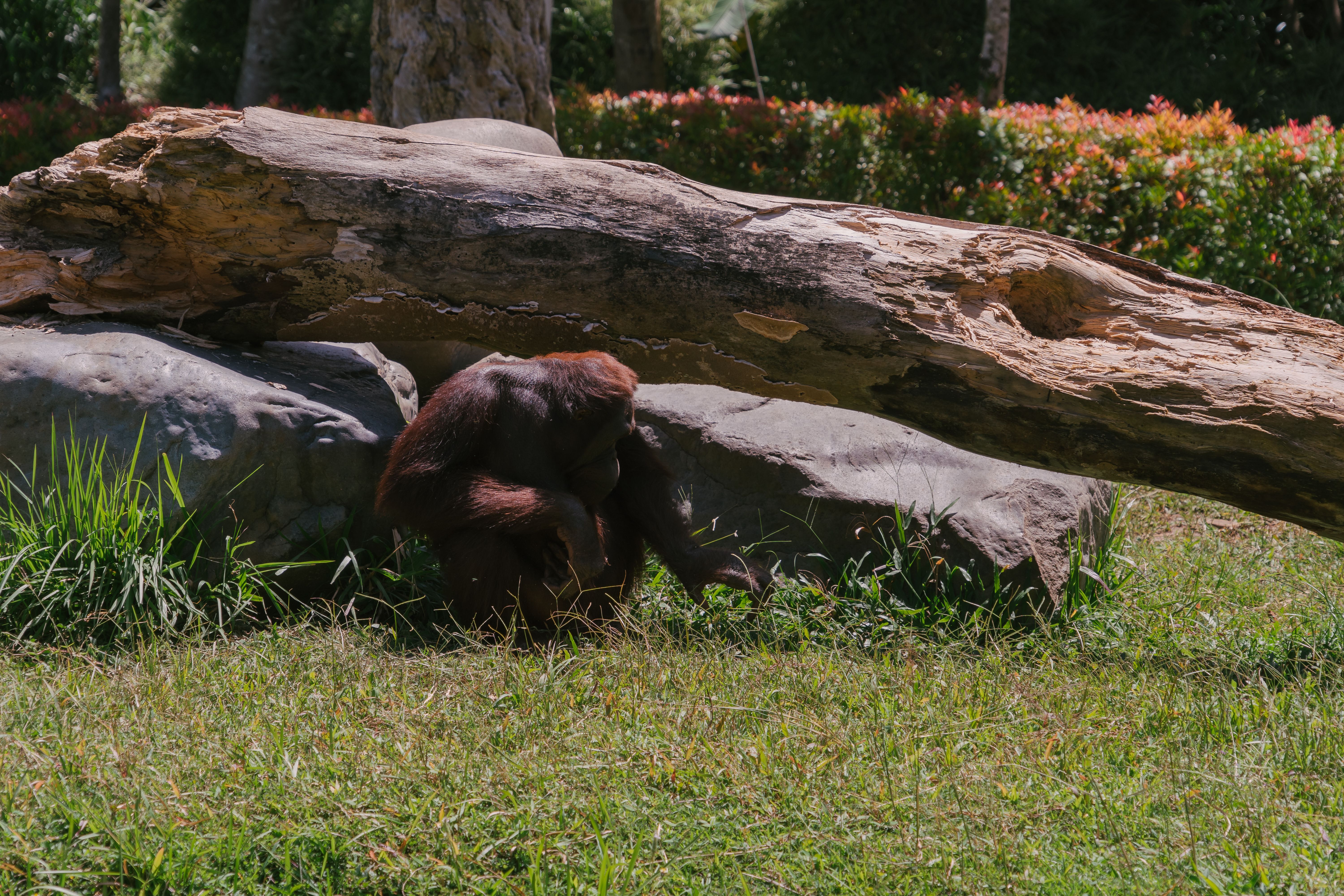 trekking melihat orangutan di Bukit Lawang