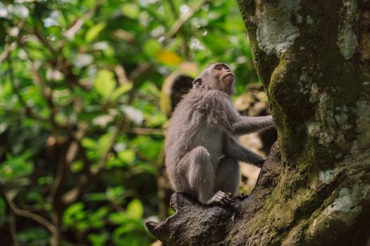 Captivating photo of a monkey sitting on a tree, surrounded by vibrant jungle foliage.