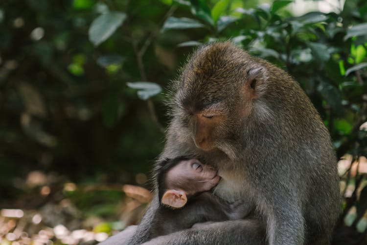  Monkey Breastfeeding Her Infant