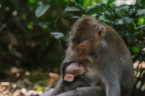 Free A nurturing scene of a macaque monkey breastfeeding her infant amidst dense foliage. Stock Photo