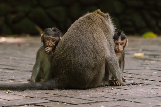 Close-up of macaques interacting in Bali's Monkey Forest, Indonesia.