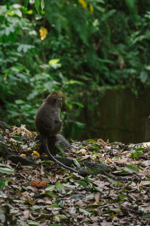 A Monkey Sitting on a Rock