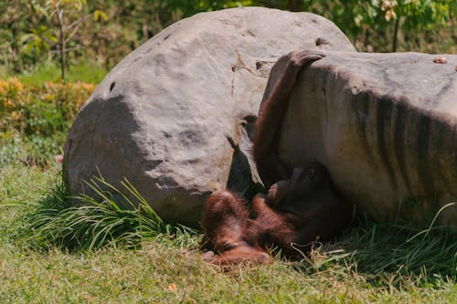 Photo of an Orangutan Resting Behind a Rock