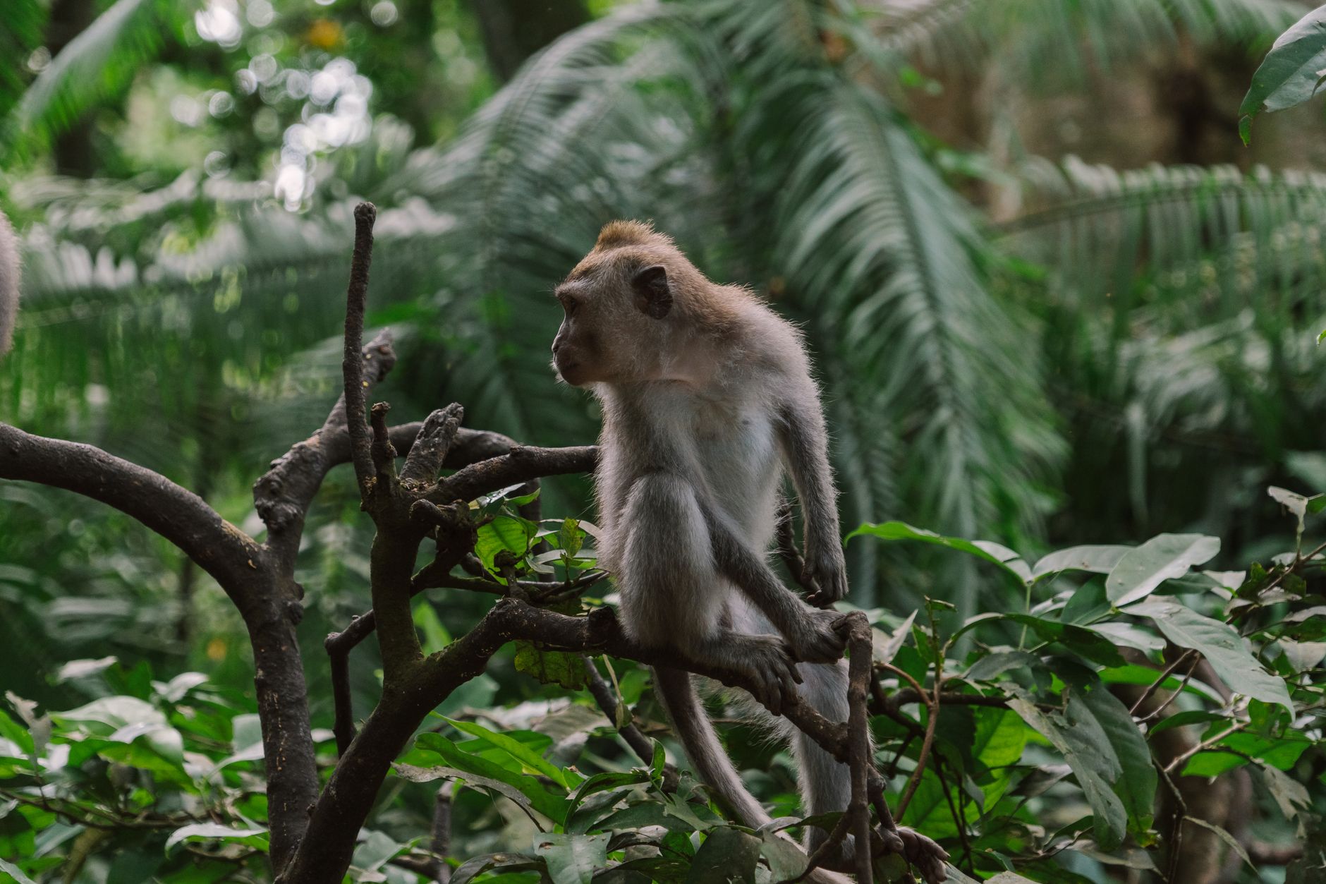 Een makakenaap op een tak in de dichte Indonesische jungle.