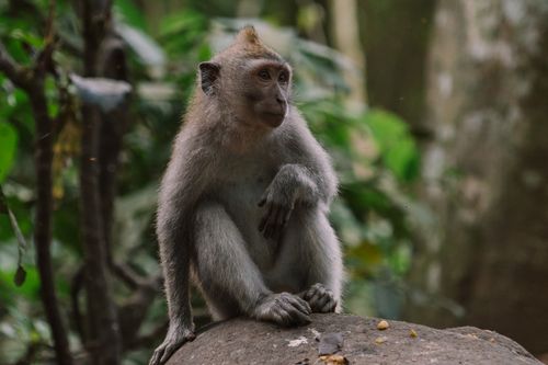 Free A serene macaque monkey sitting on a rock amidst lush greenery in its natural habitat. Stock Photo