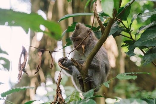 A monkey perched on a tree branch amidst vibrant jungle foliage, showcasing wildlife in nature.