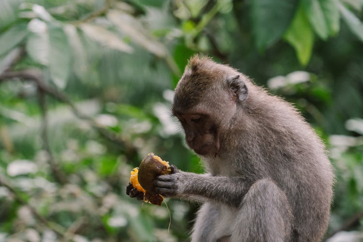 A Monkey Holding A Fruit