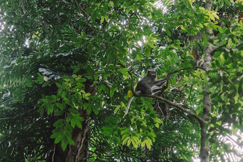 Low-Angle Shot of a Macaque Monkey Near Green Tree Leaves