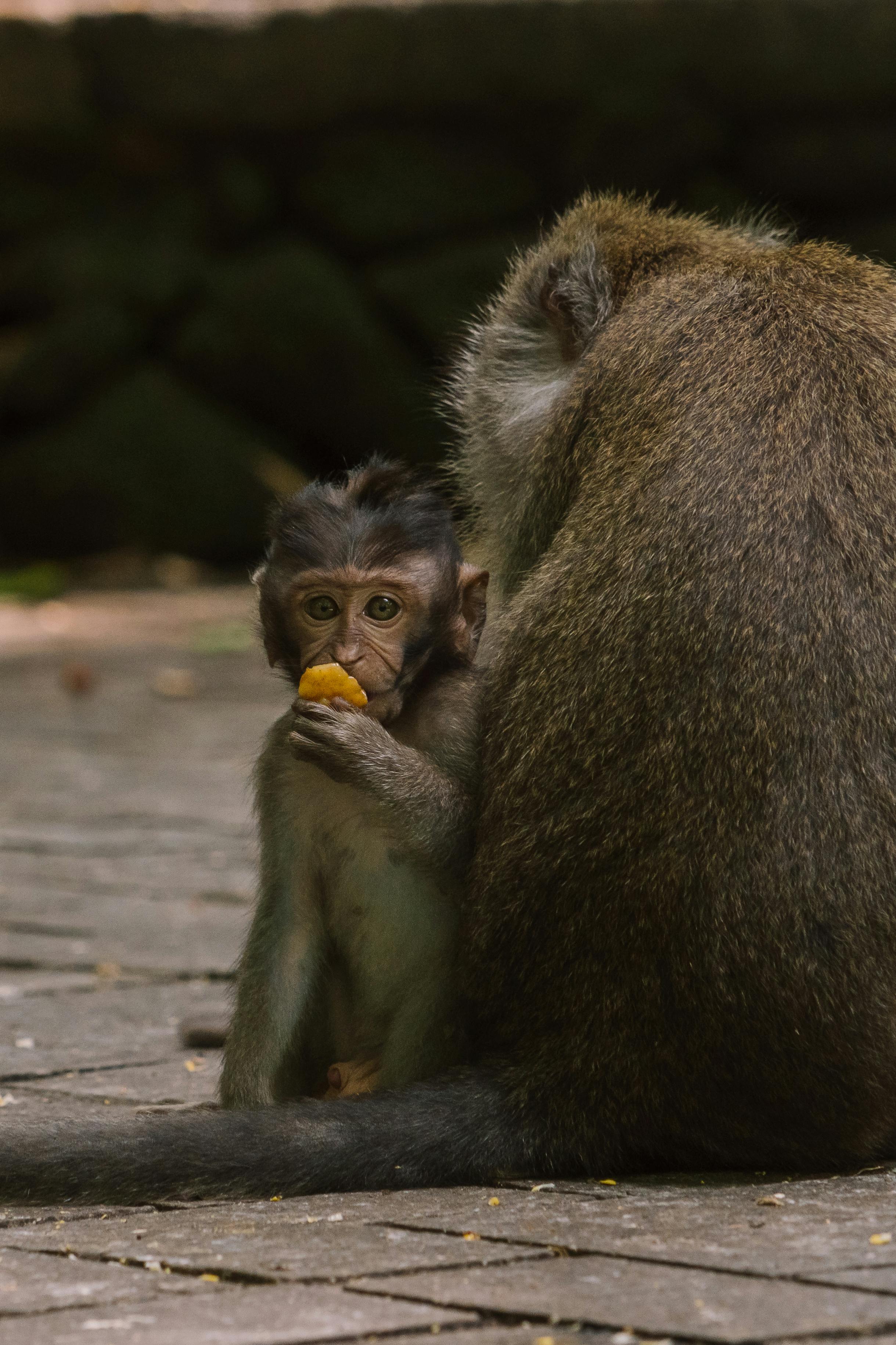 brown monkey eating