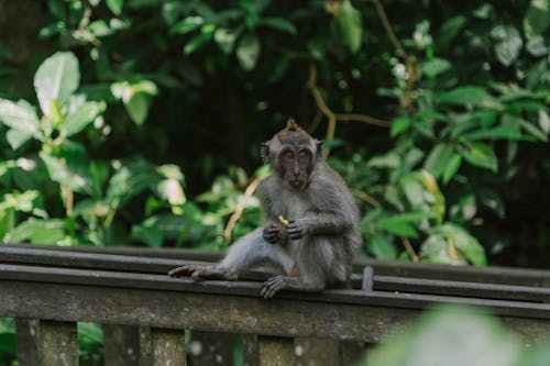 A Monkey Sitting on a Wall