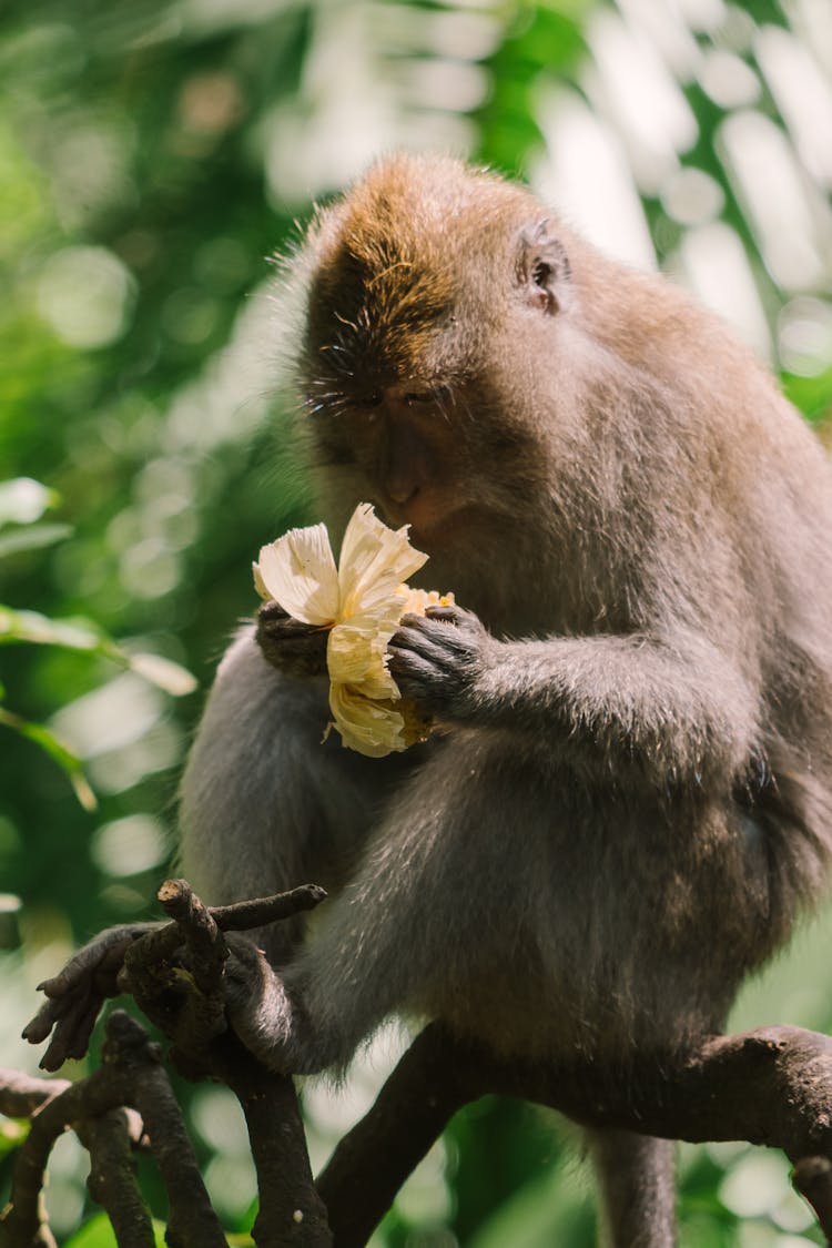 Photo Of A Monkey Holding A Flower