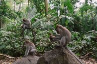 Photograph of Macaque Monkeys in a Forest