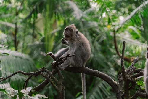 Photo of a Macaque Monkey on a Tree Branch