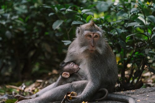 Photograph of a Monkey Breastfeeding