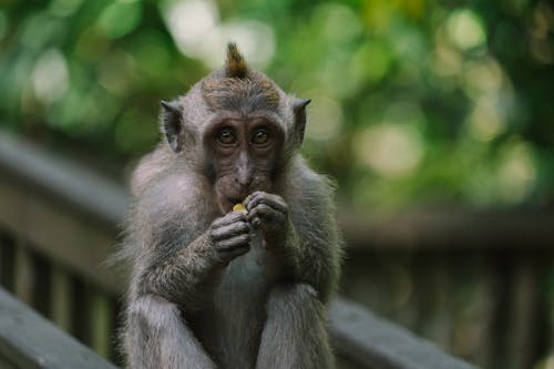 Free Selective Focus Photograph of a Macaque Monkey Eating Stock Photo