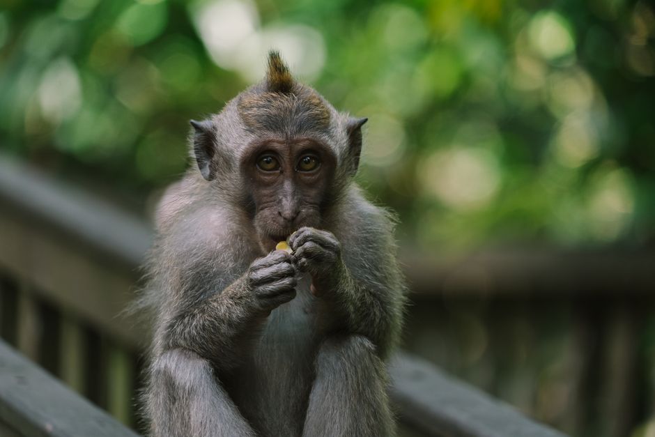 A curious macaque monkey eating in a lush forest setting in Bali, Indonesia.