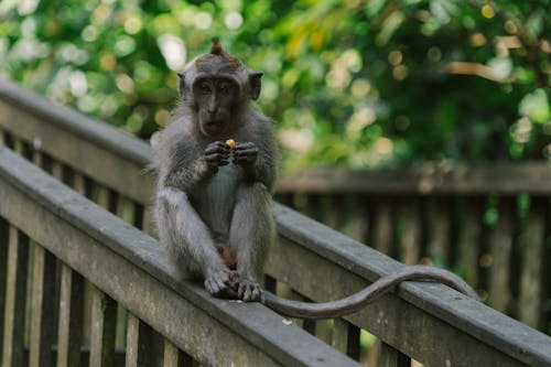Photo of a Macaque Monkey on Railings