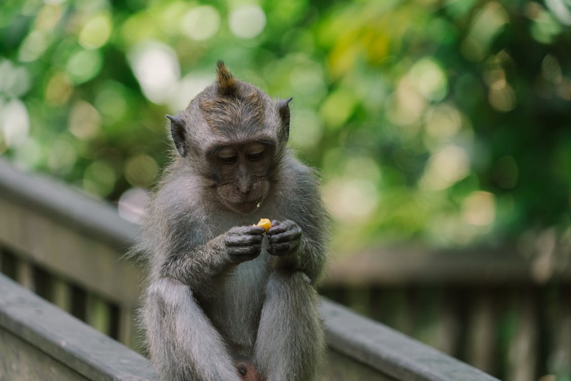 Free A Monkey Eating Stock Photo