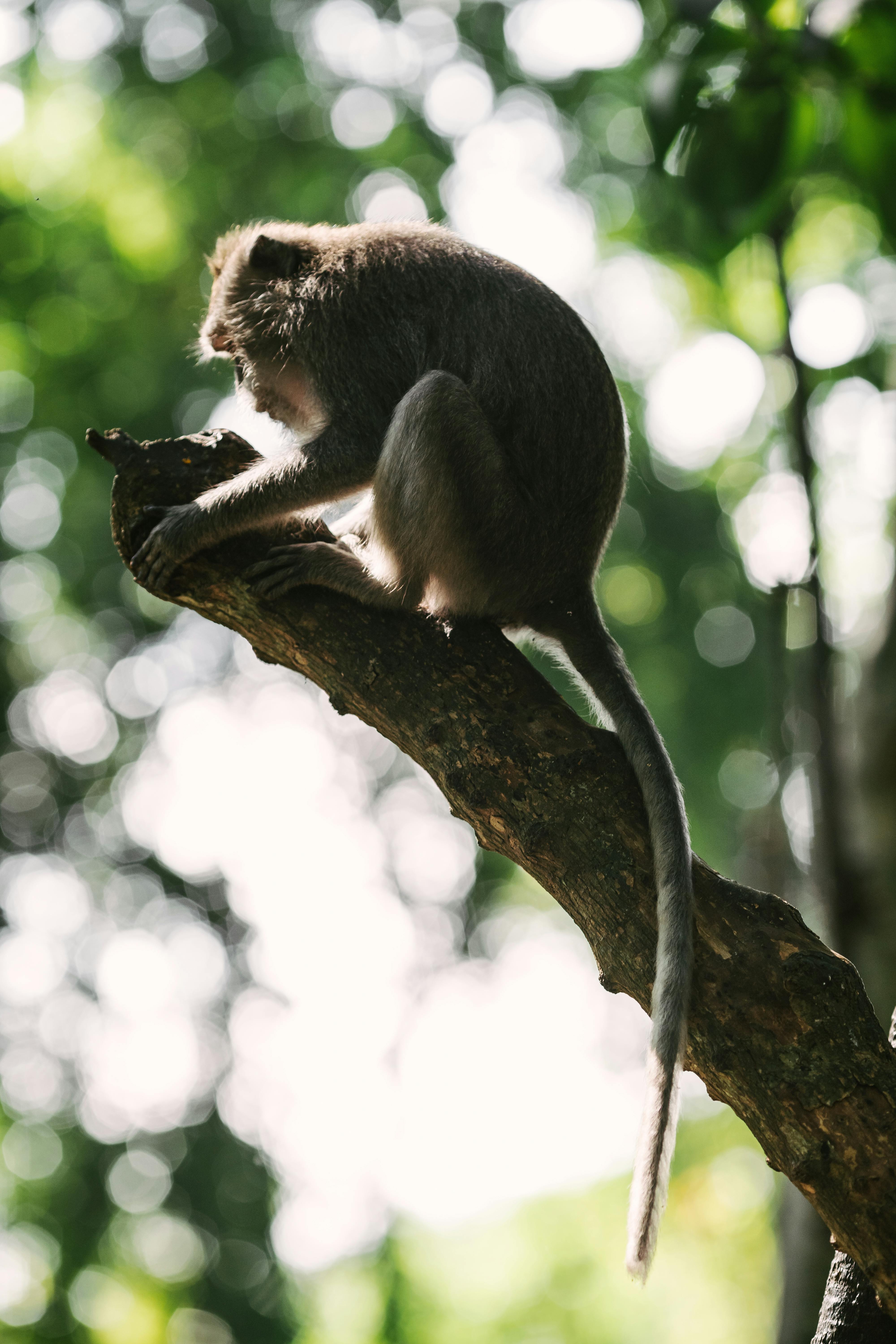 A monkey perched on a tree branch, bathed in dappled sunlight in a lush forest setting.