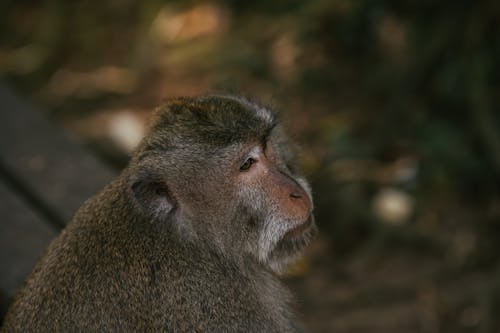 Close-Up Photo of a Monkey with Brown Fur
