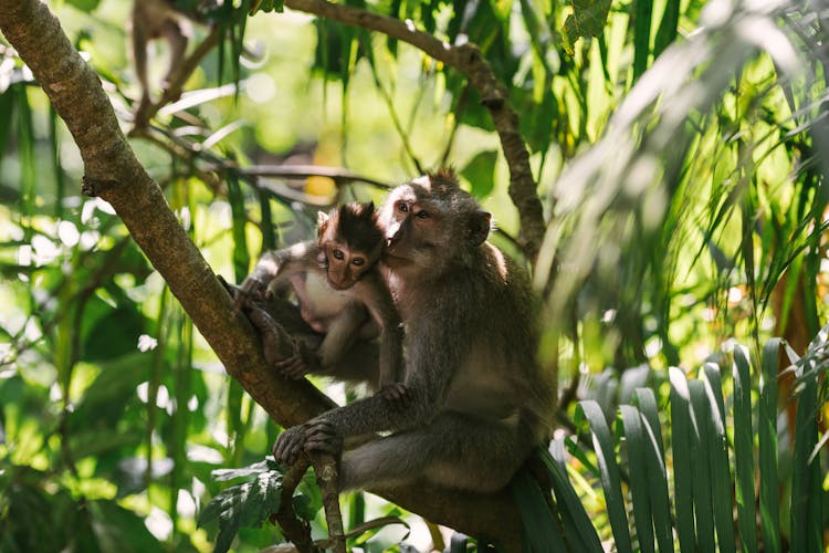 Monkeys On A Tree Branch