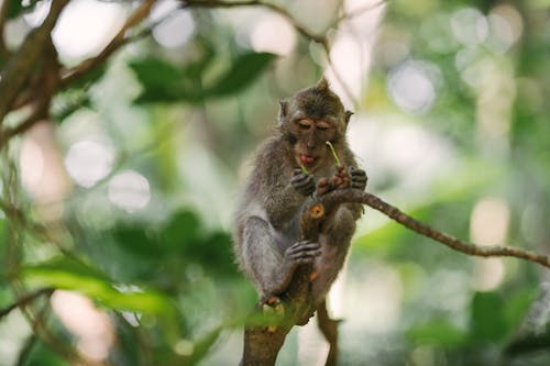 Free Photo of a Macaque Monkey Holding a Green Leaf Stock Photo