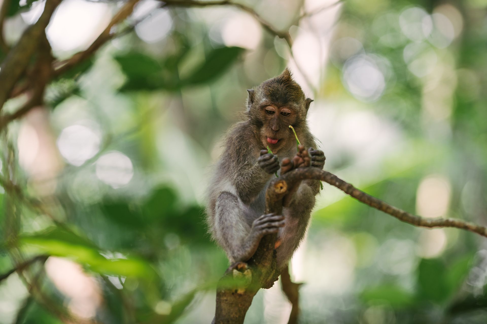 Photo of a Macaque Monkey Holding a Green Leaf