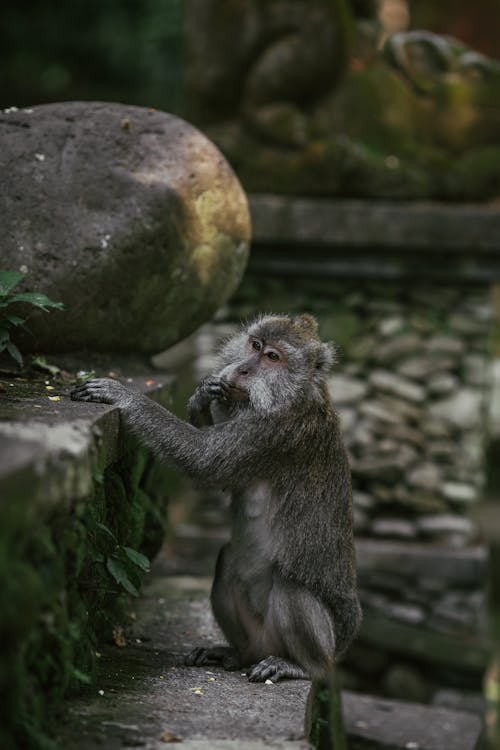 Photo of a Macaque Monkey Near a Gray Rock
