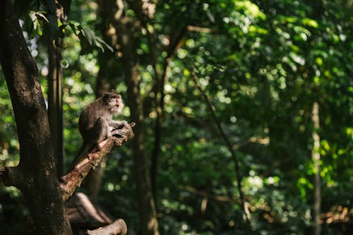 A Monkey Sitting on a Tree Branch