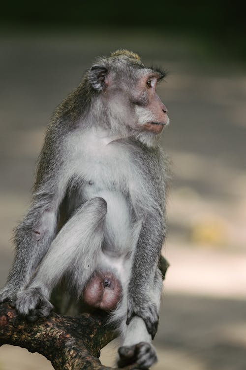 A Monkey Sitting on a Branch