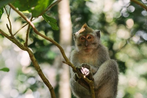 Free Close-up of a Long-tailed Macaque perched in a lush forest setting. Stock Photo