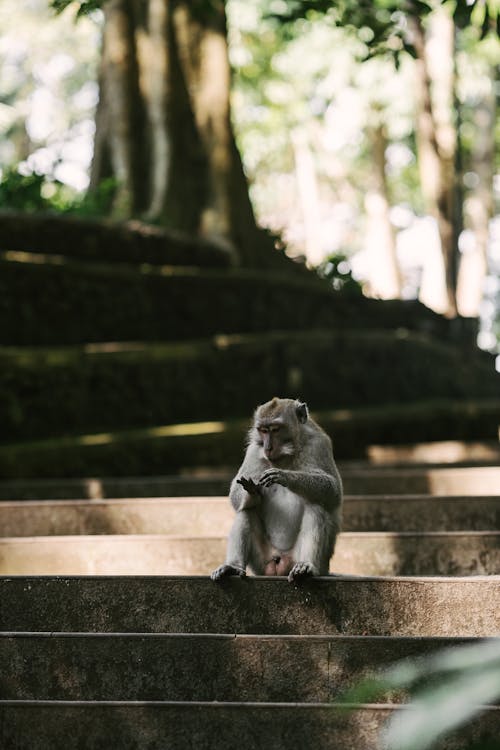 Ilmainen kuvapankkikuva tunnisteilla apina, eläin, istuminen Kuvapankkikuva
